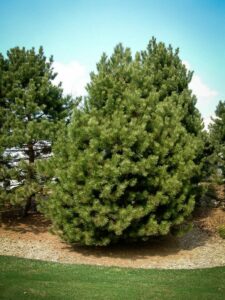 Сосна Чёрная (Pinus Nigra) купить по цене от 270.00р. в интернет-магазине «Посадика» с доставкой почтой в в Лесосибирске и по всей России – [изображение №1].