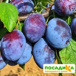 Слива Чачакская ранняя купить по цене от 229.00р. в интернет-магазине «Посадика» с доставкой почтой в в Лесосибирске и по всей России – [изображение №1].