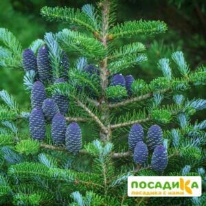 Пихта корейская (Abies koreana) купить по цене от 450.00р. в интернет-магазине «Посадика» с доставкой почтой в в Лесосибирске и по всей России – [изображение №1].