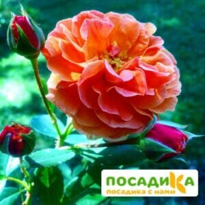 Роза Арабия купить по цене от 350.00р. в интернет-магазине «Посадика» с доставкой почтой в в Лесосибирске и по всей России – [изображение №1].