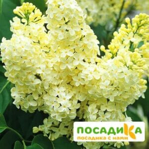 Сирень Примроуз (Primrose) купить по цене от 529.00р. в интернет-магазине «Посадика» с доставкой почтой в в Лесосибирске и по всей России – [изображение №1].