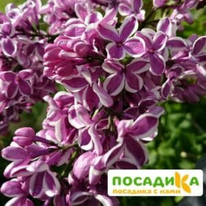 Сирень Сенсация купить по цене от 529.00р. в интернет-магазине «Посадика» с доставкой почтой в в Лесосибирске и по всей России – [изображение №1].