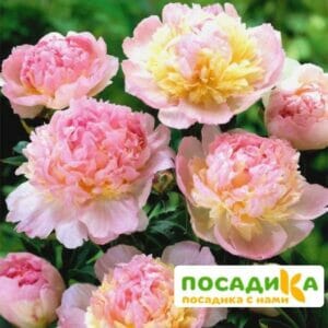 Пион Распберри Сандей (Paeonia Raspberry Sundae) купить по цене от 959р. в интернет-магазине «Посадика» с доставкой почтой в в Лесосибирске и по всей России – [изображение №1].