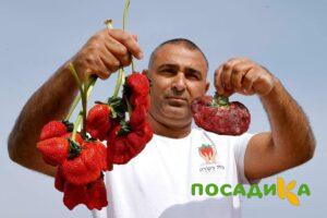 Клубника Гигант Джорнея купить по цене от 266р. в интернет-магазине «Посадика» с доставкой почтой в в Лесосибирске и по всей России – [изображение №1].