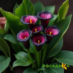 Калла Аура Лейс купить по цене от 400р. в интернет-магазине «Посадика» с доставкой почтой в в Лесосибирске и по всей России – [изображение №1].