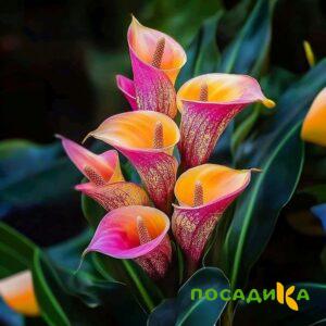 Калла Оникс купить по цене от 450р. в интернет-магазине «Посадика» с доставкой почтой в в Лесосибирске и по всей России – [изображение №1].
