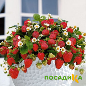 Клубника Рубиновый Шепот (горшечная) купить по цене от 240р. в интернет-магазине «Посадика» с доставкой почтой в в Лесосибирске и по всей России – [изображение №1].