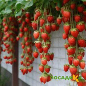 Клубника вьющаяся Комплимент купить по цене от 470р. в интернет-магазине «Посадика» с доставкой почтой в в Лесосибирске и по всей России – [изображение №1].