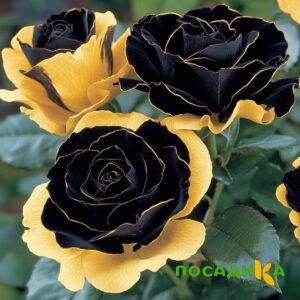 Роза Ханни Сикл купить по цене от 700р. в интернет-магазине «Посадика» с доставкой почтой в в Лесосибирске и по всей России – [изображение №1].