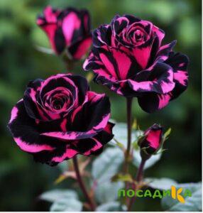 Роза Багровый Шепот купить по цене от 366р. в интернет-магазине «Посадика» с доставкой почтой в в Лесосибирске и по всей России – [изображение №1].