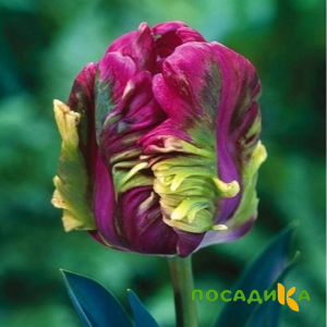 Тюльпан Экзотик Хэвен купить по цене от 186р. в интернет-магазине «Посадика» с доставкой почтой в в Лесосибирске и по всей России – [изображение №1].