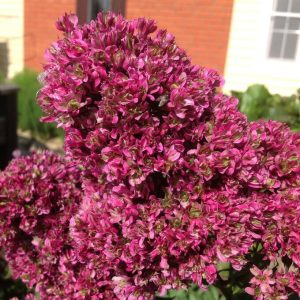 Флокс Филингс купить по цене от 329р. в интернет-магазине «Посадика» с доставкой почтой в в Лесосибирске и по всей России – [изображение №1].