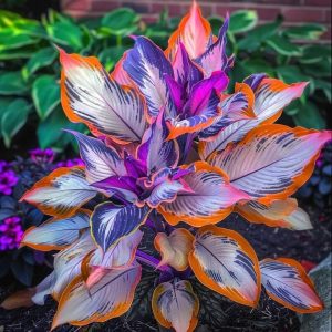 Хоста Эмеральд Тиара купить по цене от 602р. в интернет-магазине «Посадика» с доставкой почтой в в Лесосибирске и по всей России – [изображение №1].