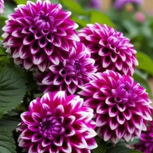 Георгин Кристал Корт купить по цене от 602р. в интернет-магазине «Посадика» с доставкой почтой в в Лесосибирске и по всей России – [изображение №1].