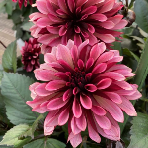 Георгин Перли Сансет купить по цене от 309р. в интернет-магазине «Посадика» с доставкой почтой в в Лесосибирске и по всей России – [изображение №1].