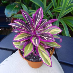 Хоста Сильвер Стик купить по цене от 650р. в интернет-магазине «Посадика» с доставкой почтой в в Лесосибирске и по всей России – [изображение №1].