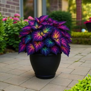 Хоста Фрости Блю купить по цене от 389р. в интернет-магазине «Посадика» с доставкой почтой в в Лесосибирске и по всей России – [изображение №1].