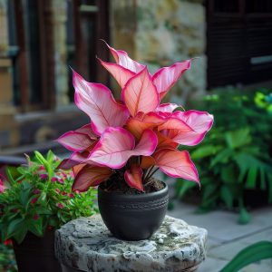 Хоста Розовая Симфония купить по цене от 800р. в интернет-магазине «Посадика» с доставкой почтой в в Лесосибирске и по всей России – [изображение №1].