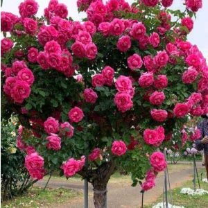 Роза Версаля купить по цене от 232р. в интернет-магазине «Посадика» с доставкой почтой в в Лесосибирске и по всей России – [изображение №1].