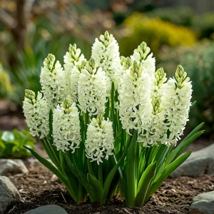 Гиацинт Дрим Трейл купить по цене от 2099р. в интернет-магазине «Посадика» с доставкой почтой в в Лесосибирске и по всей России – [изображение №1].