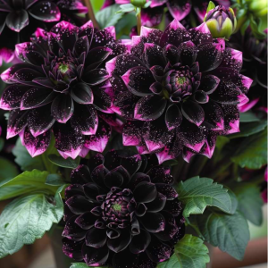 Георгин Лаванда Лейс купить по цене от 679р. в интернет-магазине «Посадика» с доставкой почтой в в Лесосибирске и по всей России – [изображение №1].