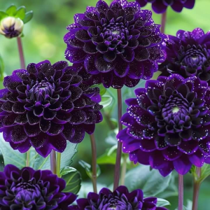 Георгин Анно Домини купить по цене от 255р. в интернет-магазине «Посадика» с доставкой почтой в в Лесосибирске и по всей России – [изображение №1].