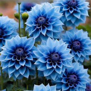 Георгин Вижапе купить по цене от 699р. в интернет-магазине «Посадика» с доставкой почтой в в Лесосибирске и по всей России – [изображение №1].