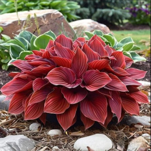 Хоста Рэд Эйнджл купить по цене от 549р. в интернет-магазине «Посадика» с доставкой почтой в в Лесосибирске и по всей России – [изображение №1].