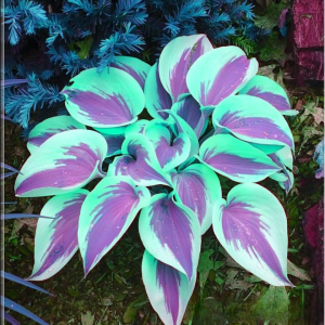 Хоста Висперин Бьюти купить по цене от 379р. в интернет-магазине «Посадика» с доставкой почтой в в Лесосибирске и по всей России – [изображение №1].