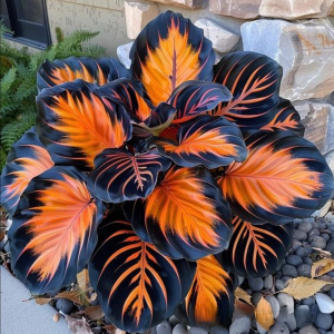 Хоста Сикрет Форест купить по цене от 601р. в интернет-магазине «Посадика» с доставкой почтой в в Лесосибирске и по всей России – [изображение №1].