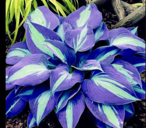 Хоста Аурелия купить по цене от 450р. в интернет-магазине «Посадика» с доставкой почтой в в Лесосибирске и по всей России – [изображение №1].